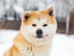 machiko-akita-inu