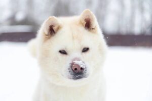 shiro-akita-inu