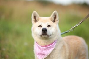 akita-inu-hiro