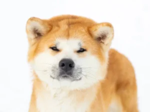 siri-akita-inu