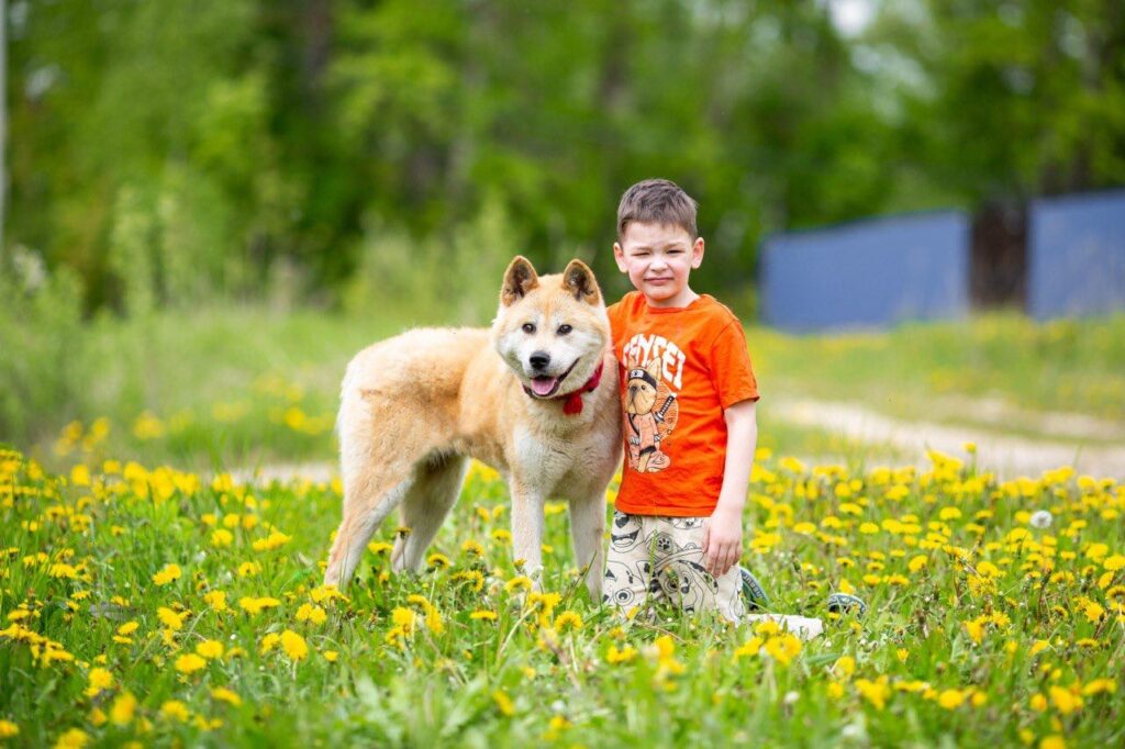 akita-inu