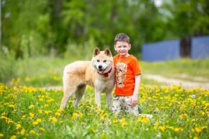 akita-inu