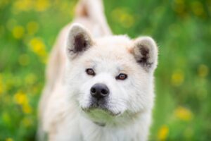 akita-inu