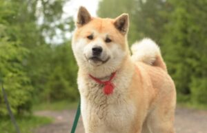 akita-inu