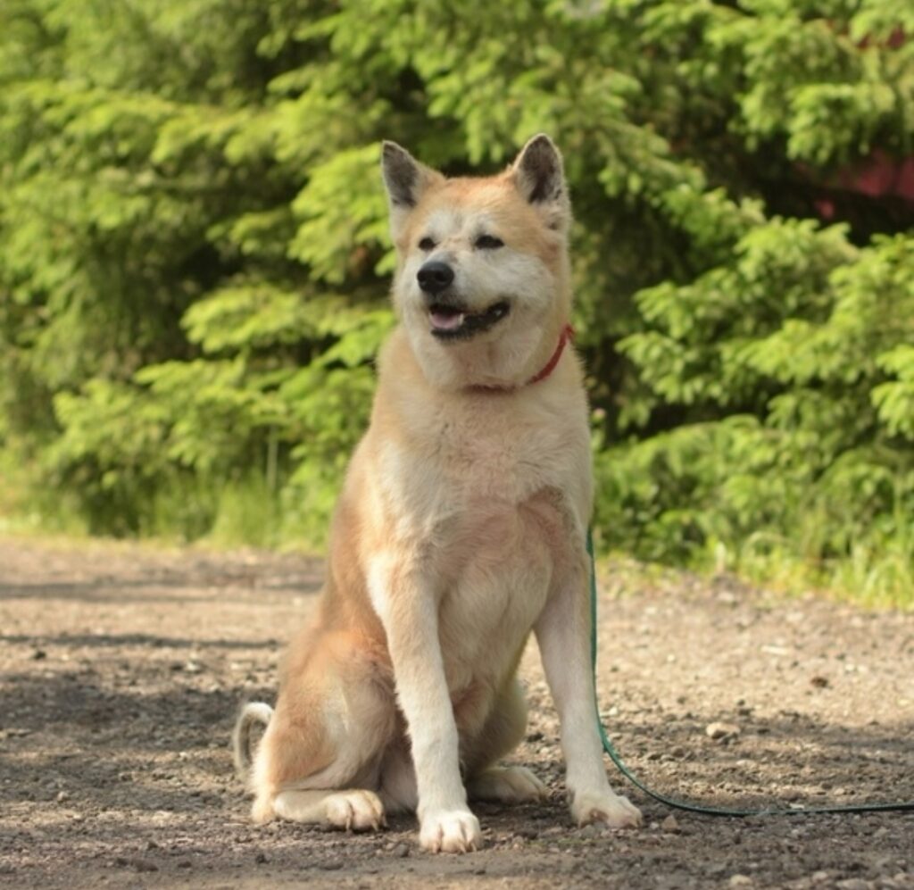 akita-inu