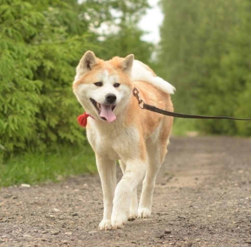 akita-inu