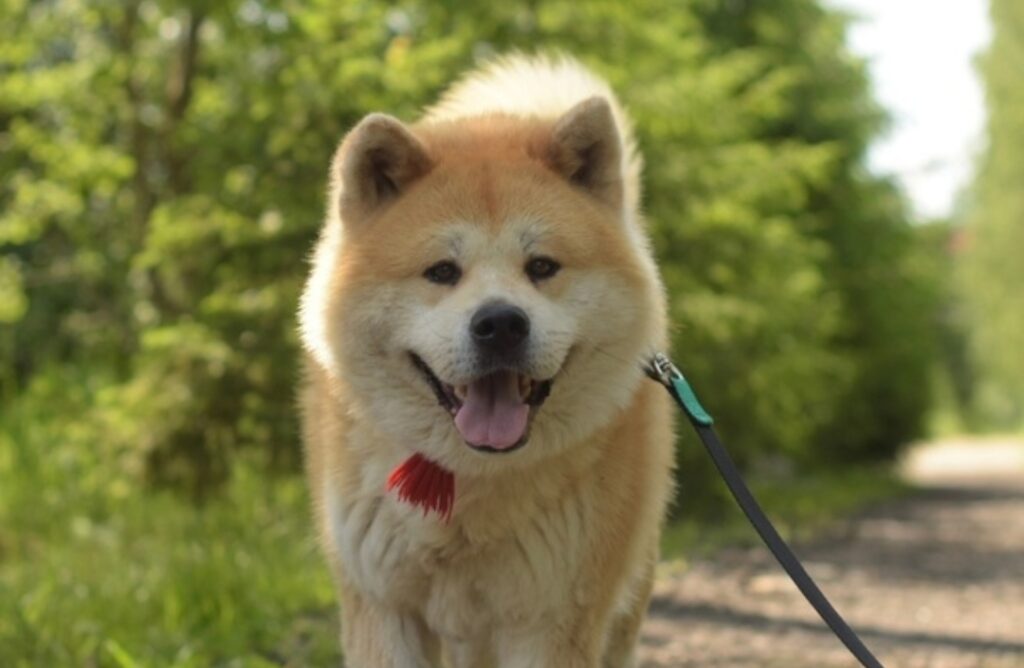 akita-inu